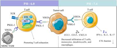 Immune-checkpoint protein VISTA in allergic, autoimmune disease and transplant rejection